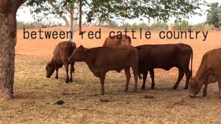 turtle tagging at Mundabullangana