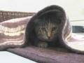 videos de Cats In Trouble