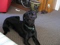 うたう犬動画