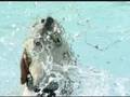 videos de Dog Swim