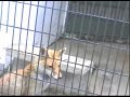 Vulpes vulpes