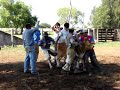 Yerra en Chaco 2007