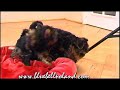 yorki male