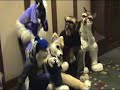MFF 2006 Fursuit Fun MFF 2006 Fursuit Fun