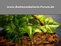 Kleine Blueten mantis Gottesanbeterin, Creobroter meleagris