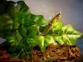 Kleine Blueten mantis Gottesanbeterin, Creobroter meleagris