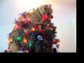 christmas kitty christmas kitty