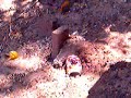 CM.030 Fireing video w/ a TM 100rd High cap 2