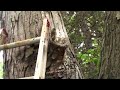 Video Taping Bees up Close with No Protection Gear on