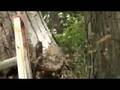 Video Taping Bees up Close with No Protection Gear on