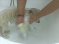 videos de nuvoletta happydog
