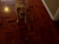 Lana um Labrador Feliz