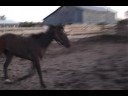 Maverick Being A Horse