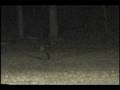 videos de 1999 Dec 19 Fox in Yard Merrimack NH