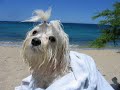 Hapuna Beach Kea