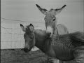 Kruising tussen een ezel en een zebra (1953)