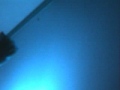 The Moth Hunt Part DOus