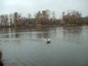 sad's airboat homemade