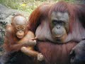 Funny Don't do This your Mummy Visit http//www.telagajoke.com for more funny free video