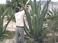 The Agave Harvest