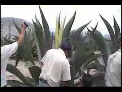 how to harvest agave syrup