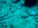 Whitemouth Moray Freeswimming