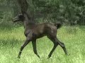 Magic Jamaal - 2007 Black Arabian colt Magic Jamaal - 2007 Black Arabian colt