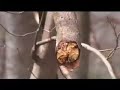 band of horses   funeral video