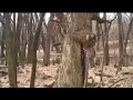 band of horses   funeral video