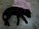 Guide Dog - Ola??