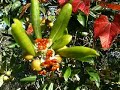 瑞鶴荘 2007.12.09