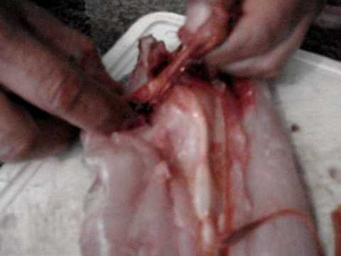 Imagem de Amostra do You Tube