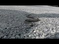 Norsk aggressiv huggorm. Vipera Berus. High Speed 600fps European Adder. Filmed at Raufoss Norway
