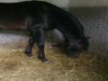 Manege de Marie-Catherine.