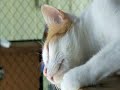 The Sydney Dogs & Cats Home