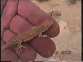 Morocco reptiles
