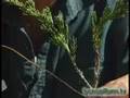 Wiring a juniper