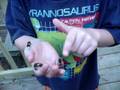 Augusts Bird Poo Catapillers
