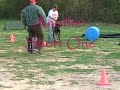 Bane, Dobermann, Ringsport Training