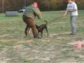 Bane, Dobermann, Ringsport Training