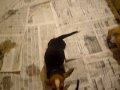 CANIL DA CRIS(043) 3027-3400 , criação e venda de filhotes de basset hound