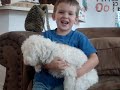 maltipoo maltipoo