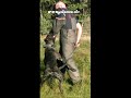 presa canario espanol perro de alano www dogo canario biz