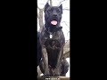 presa canario espanol perro de alano www dogo canario biz