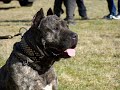 presa canario espanol perro de alano www dogo canario biz