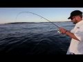 Sydney fishing - light tackle action on kingfish, bonito and amberjack
