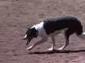 \"Dog Tales\" episode D-113 promo \"Dog Tales\" episode D-113 promo