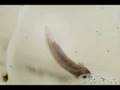 13 Tage - Vom Ei zum Axolotl
