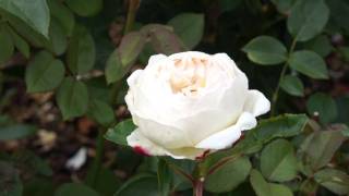 #481 David Austin Roses 2011 - Die Englische Rose Jude The Obscure