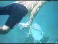 Snorkkeling in Belize - Caye Caulker - Sharks, rays & more